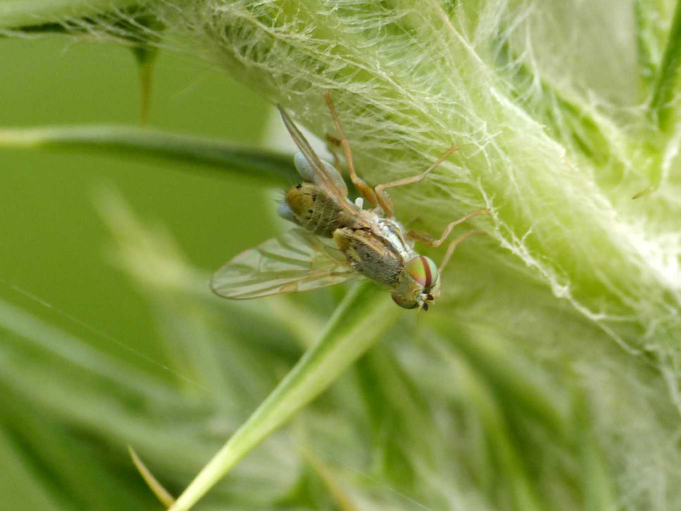 Tephritidae: Terellia cfr  serratulae